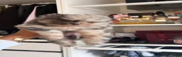 Pomeranian dogs for sale: Exotic Pomeranians  - Advert 1