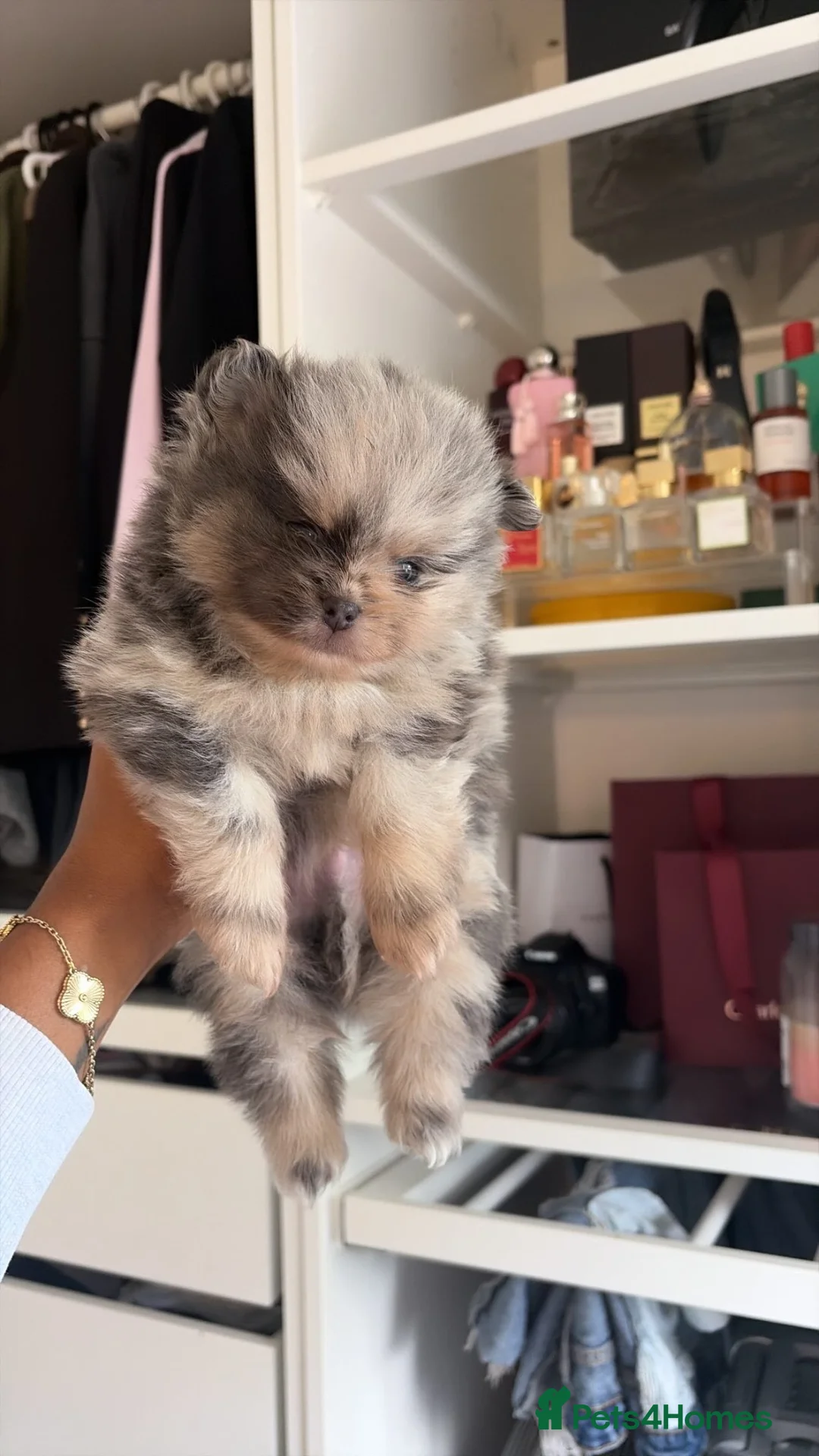 Pomeranian dogs for sale: Exotic Pomeranians  - Advert 1