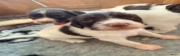 English Springer Spaniel dogs for sale: Pedigree springer spaniel Puppies - Advert 22