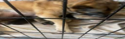Shepsky dogs for sale: Beautiful fluffy puppies - Advert 2