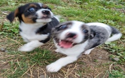 Jack Russell dogs for sale: Jack Russell Pups REDUCED - Image 34