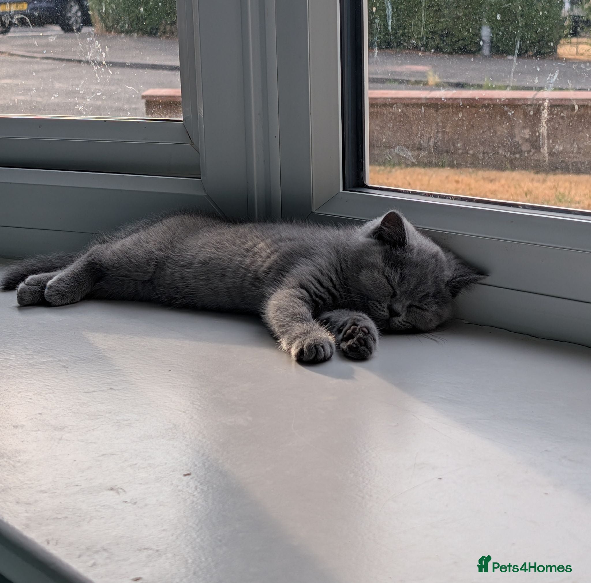 British Shorthair cats READY TO LEAVE!😺 British Shorthaired Kittens🐾 - Advert 1