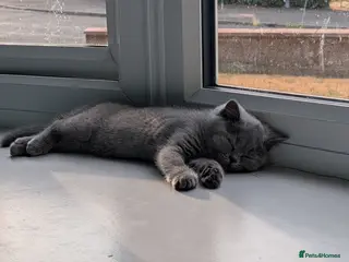 British Shorthair cats READY TO LEAVE!😺 British Shorthaired Kittens🐾 - Advert 1