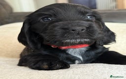Cocker Spaniel dogs for sale: KC Reg Show cocker spaniel pups - Image 2