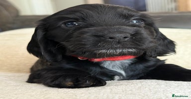Cocker Spaniel dogs - Advert 3
