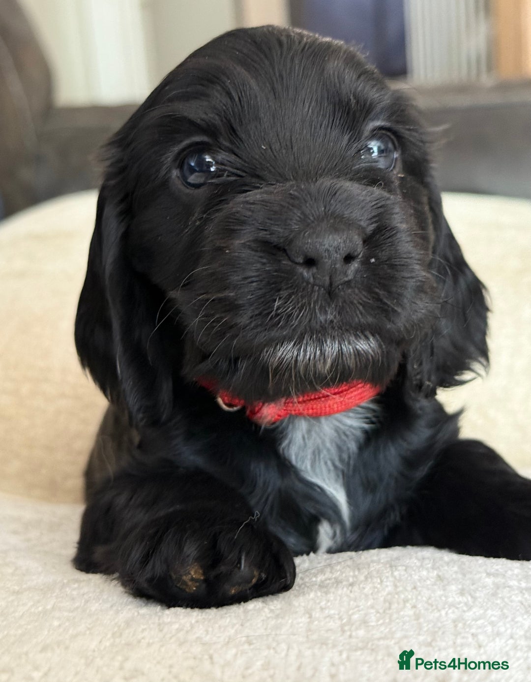 Cocker Spaniel dogs for sale: KC Reg Show cocker spaniel pups - Image 2