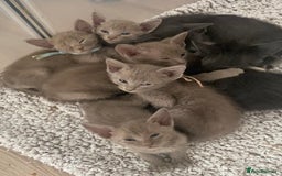 Mixed Breed cats for sale: Oriental X Siamese kittens  - Image 4