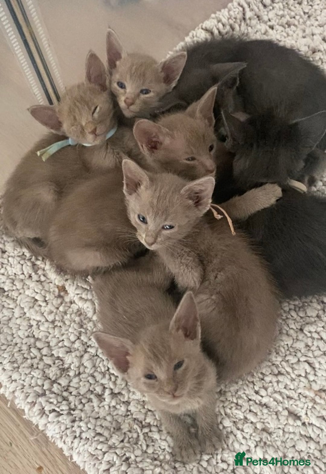 Mixed Breed cats for sale: Oriental X Siamese kittens  - Image 4