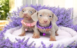 Miniature Dachshund dogs for sale: BLUE DAPPLE & ISABELLA DAPPLE PUPS AVAILABLE  - Image 5
