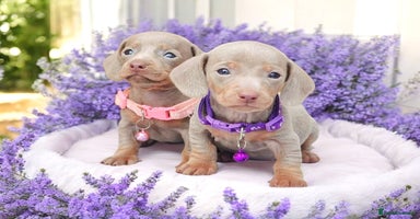 Miniature Dachshund dogs - Advert 3