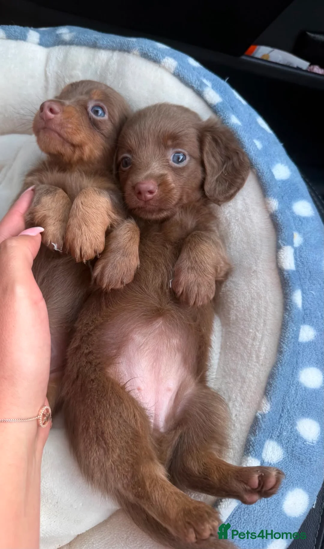 Miniature Dachshund dogs for sale: Long haired miniature dachshund❤️💙 in Wembley - Advert 2