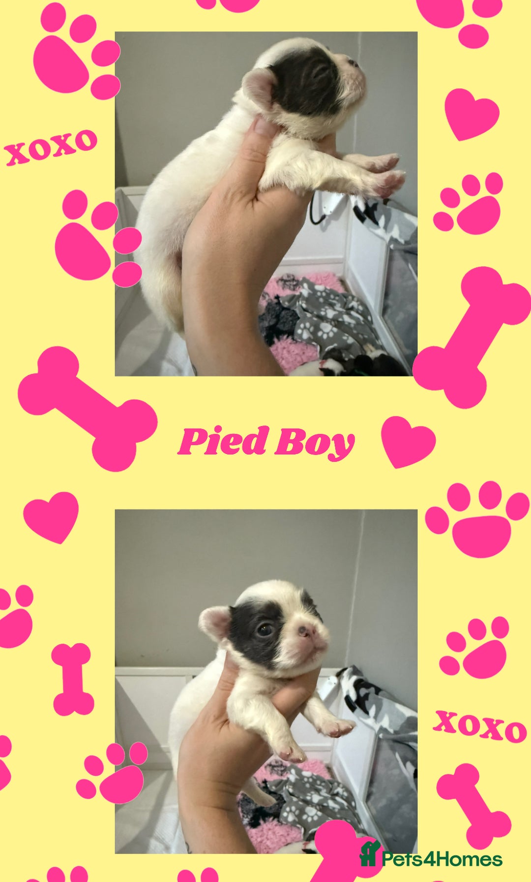 French Bulldog dogs for sale: Fluffy French Bulldogs - Image 6
