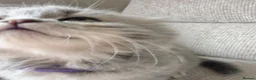 Scottish Fold cats for sale: Beautiful Scottish Fold Kittens 🐾 in Huntingdon - Advert 19