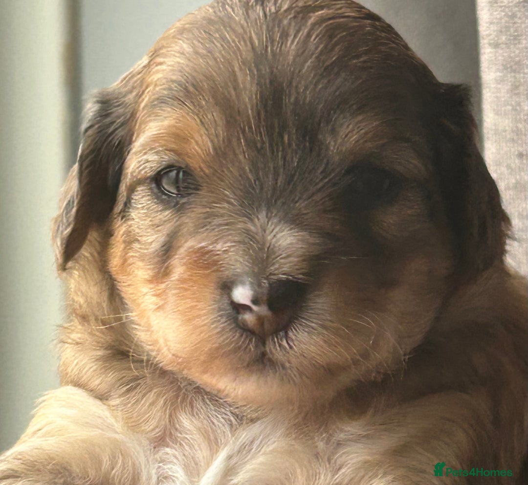 Mixed Breed dogs for sale: Tibetan x Toy Poodle - Image 18