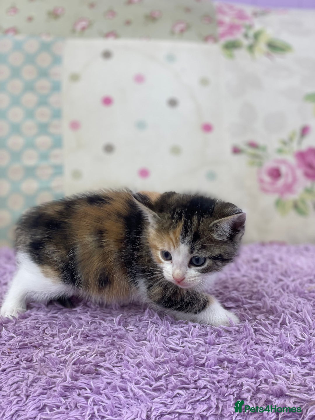 Mixed Breed cats for sale: Beautiful kittens looking for their forever homes - Advert 7