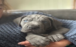 Great Dane dogs for sale: KC registered blue Great Dane puppies - Image 29