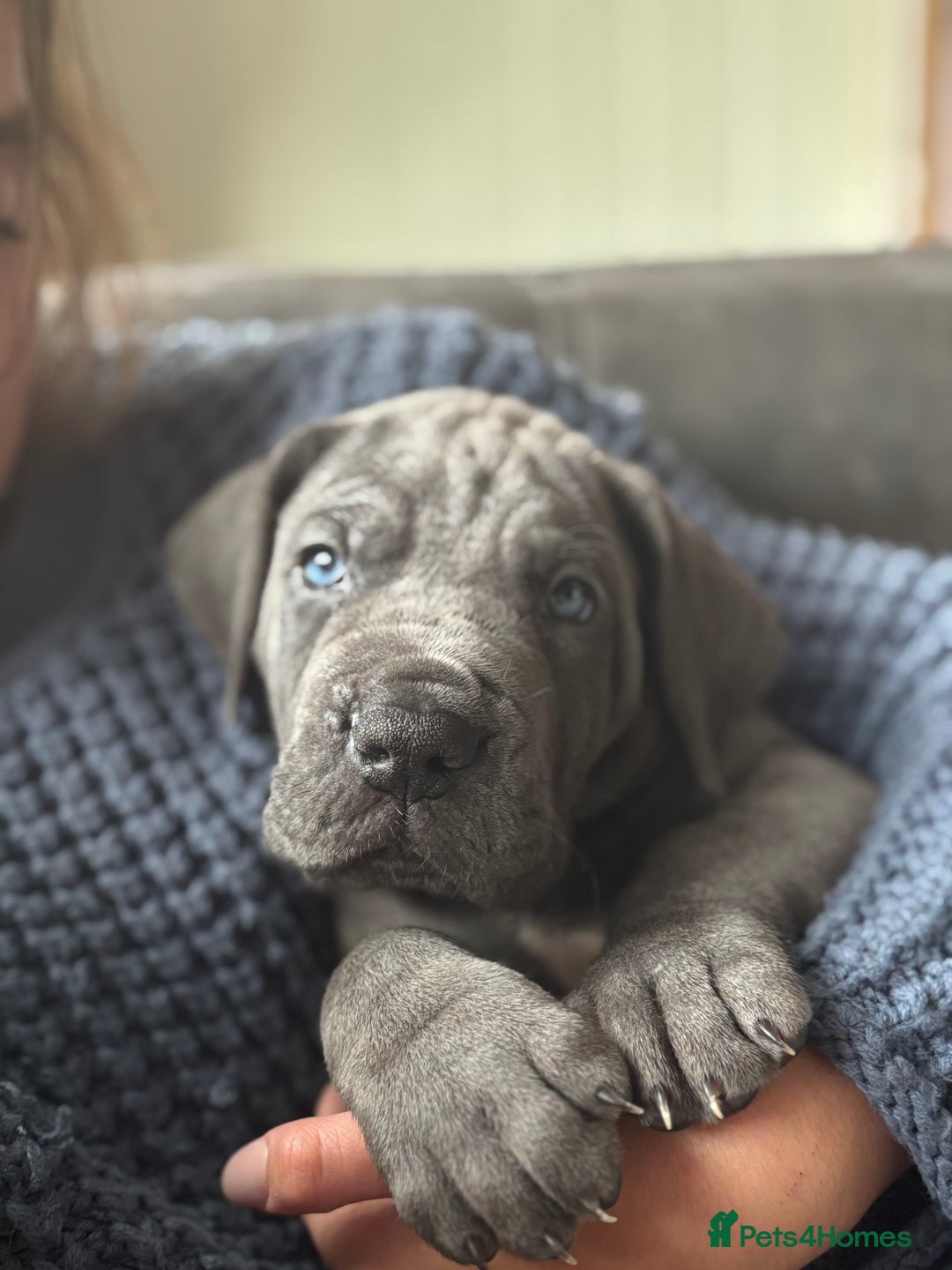 Great Dane dogs for sale: KC registered blue Great Dane puppies - Image 29