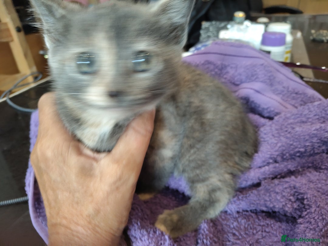 British Shorthair cats for sale: British short hair kittens  - Image 8