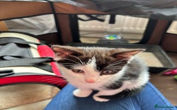 British Shorthair cats for sale: Jasper 11 weeks old  - Image 3