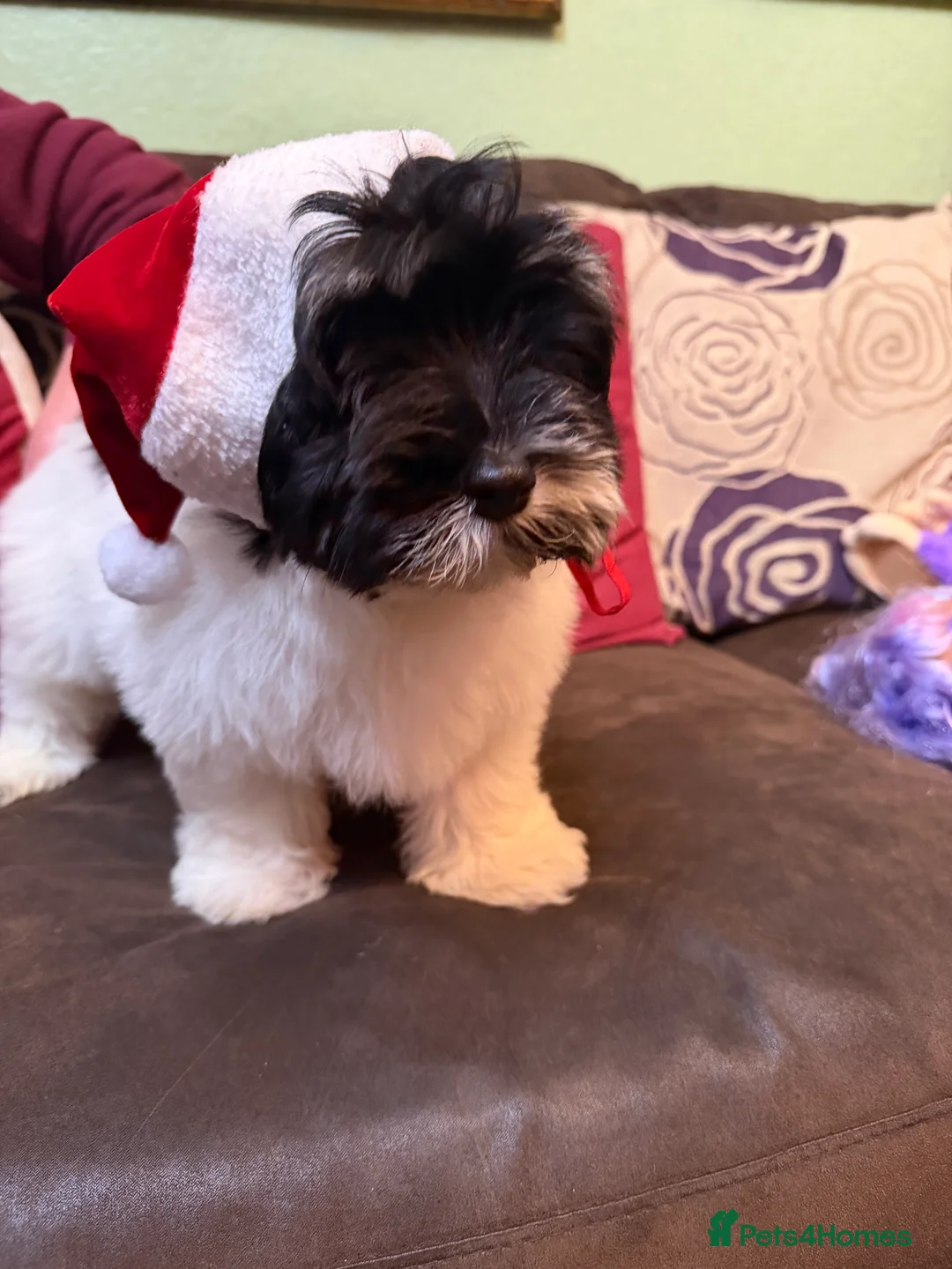 Havanese dogs for sale: ***Beautiful Havanese Puppies *** - Advert 3