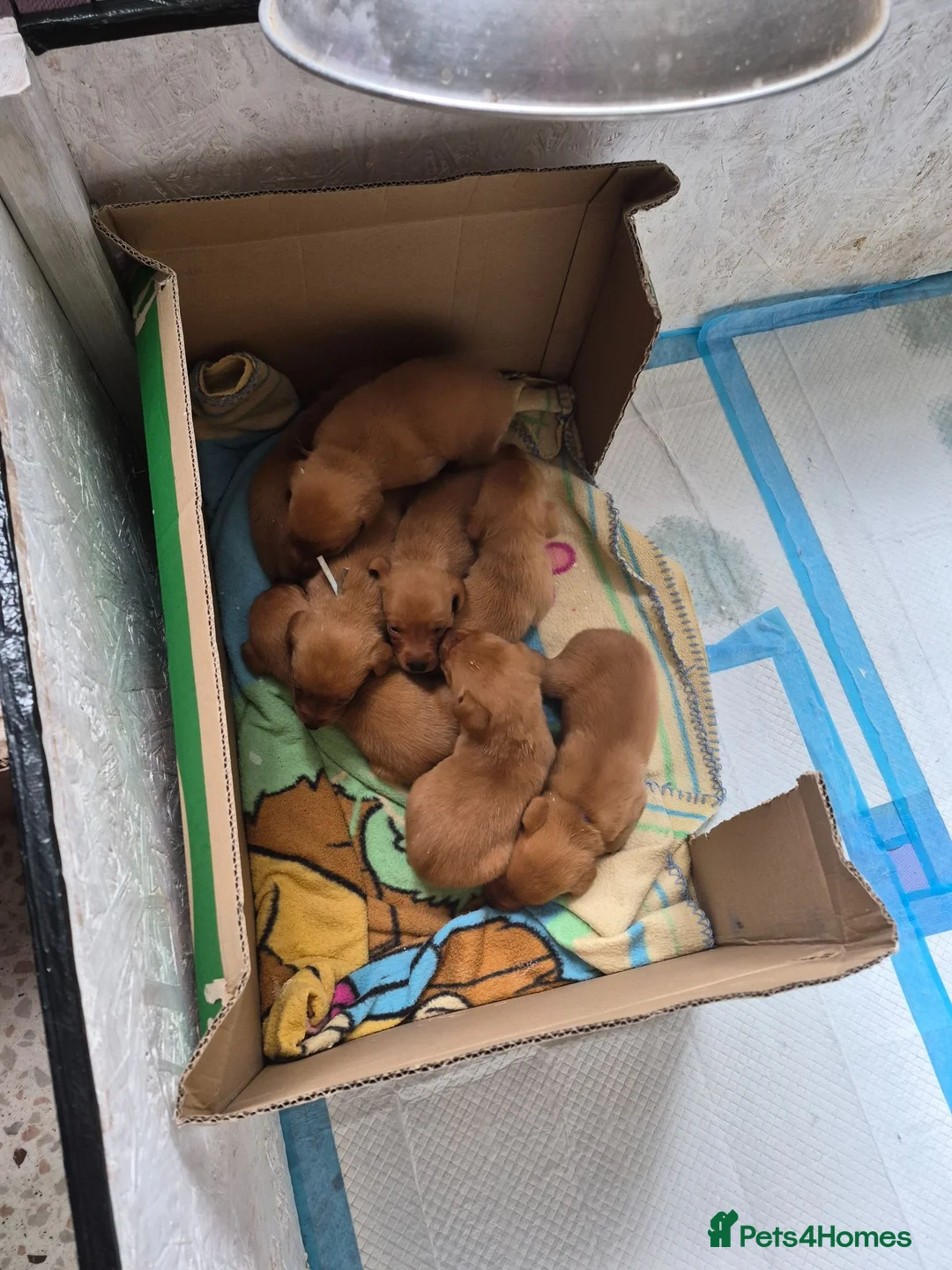 Labrador Retriever dogs for sale: Fox red labs for sale - Advert 2