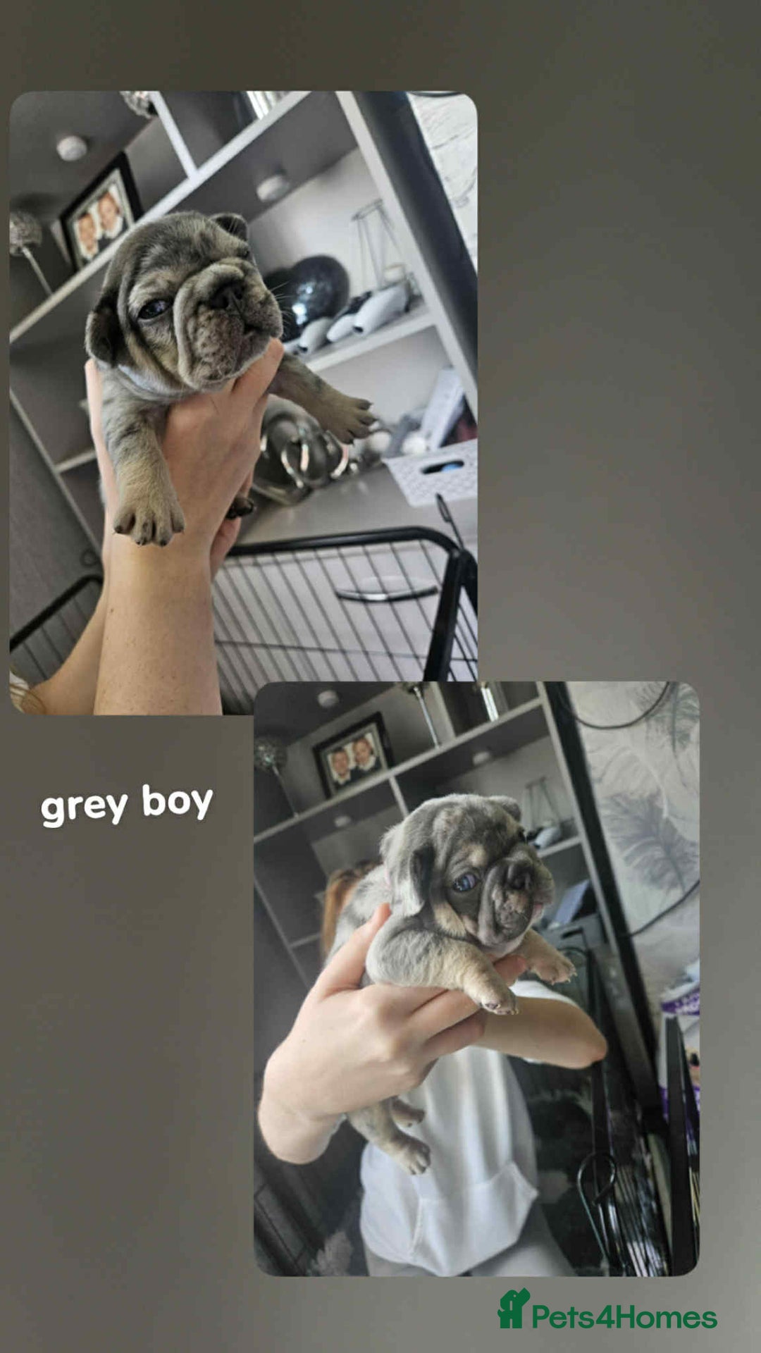 French Bulldog dogs for sale:  Beautiful french bulldog puppies for sale - Image 8