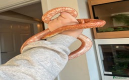 Mixed Breed reptiles for sale:  Lovely corn snake  for rehome - Image 7