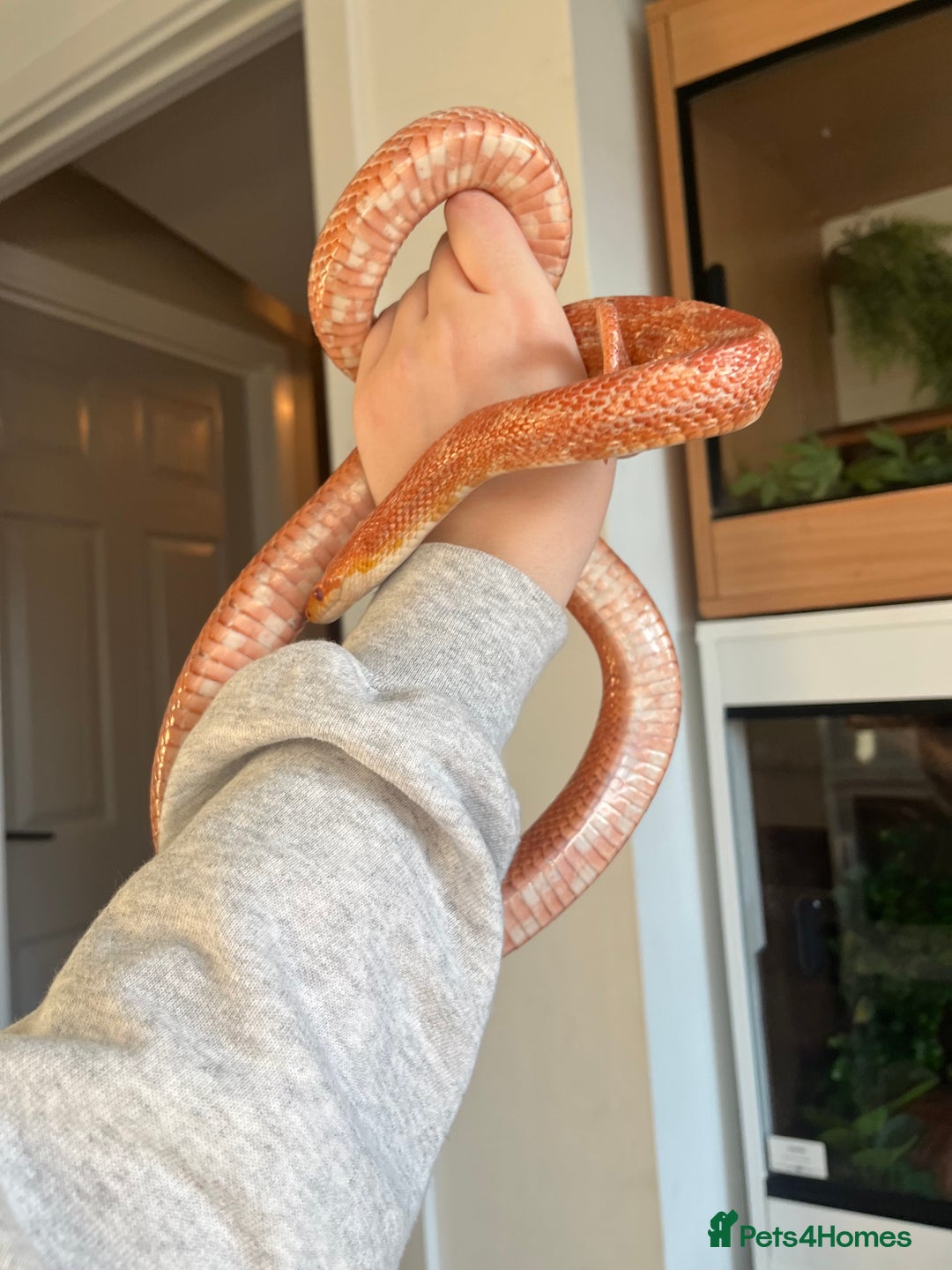 Mixed Breed reptiles for sale:  Lovely corn snake  for rehome - Image 7