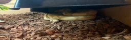 Python Snake reptiles for sale: Ball python + Full set up in Darlington - Advert 2
