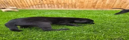 Labrador Retriever dogs for sale: Working labrador puppies  - Advert 12