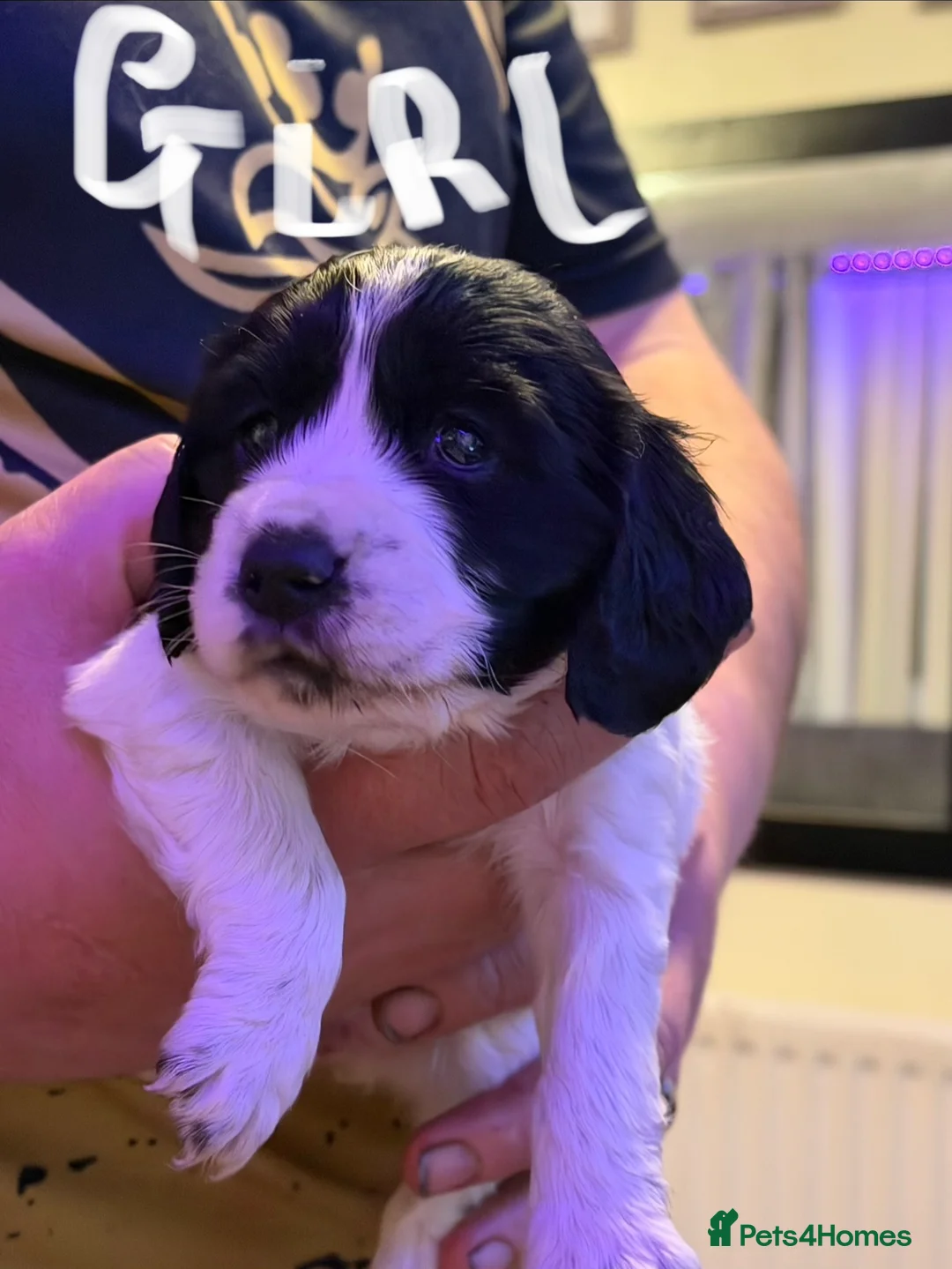 Sprocker dogs for sale: Sprocker puppies  - Advert 5