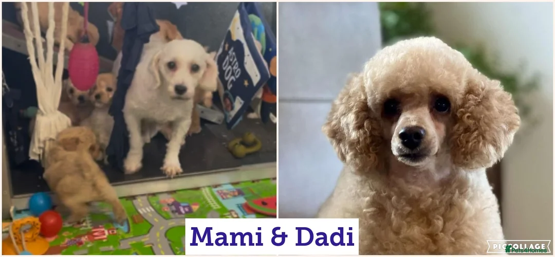 Cavapoochon dogs for sale: Cavapochon puppies for sale - Advert 2