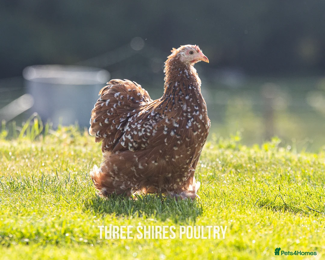 Chickens poultry for sale: Pekins, Polish, Silkies and other bantams - POL - Advert 5