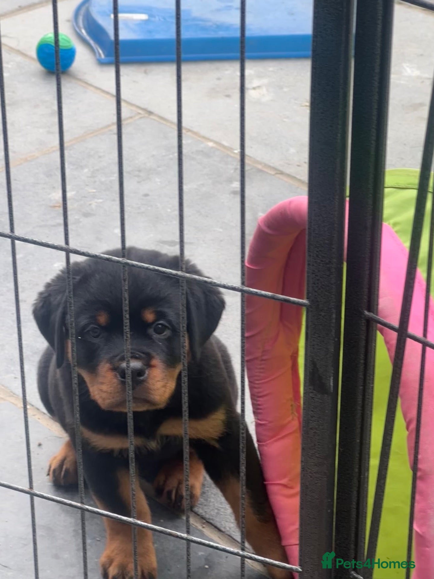 Rottweiler dogs Amazing Rottweiler litter girls and boys   - Advert 2
