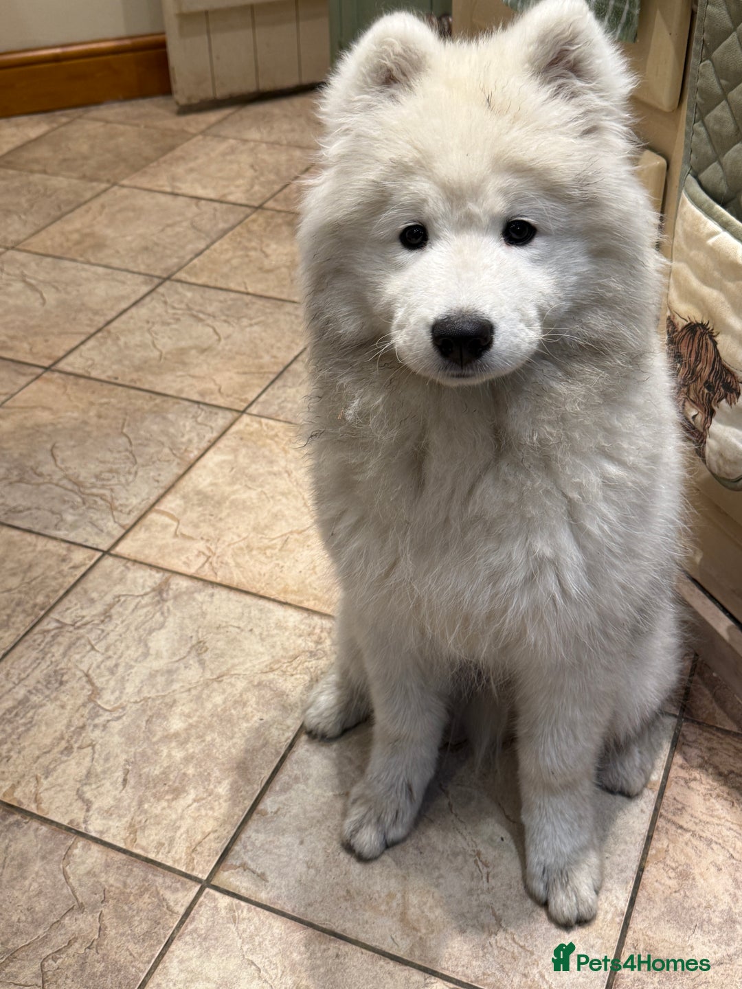 Samoyed dogs for sale: Stunning Samoyed Boy  - Image 1