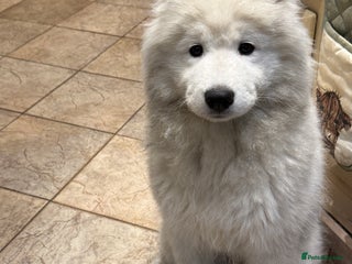 Samoyed dogs for sale - Advert 1