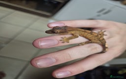 Gecko reptiles for sale: Leopard and crested geckos - Image 4
