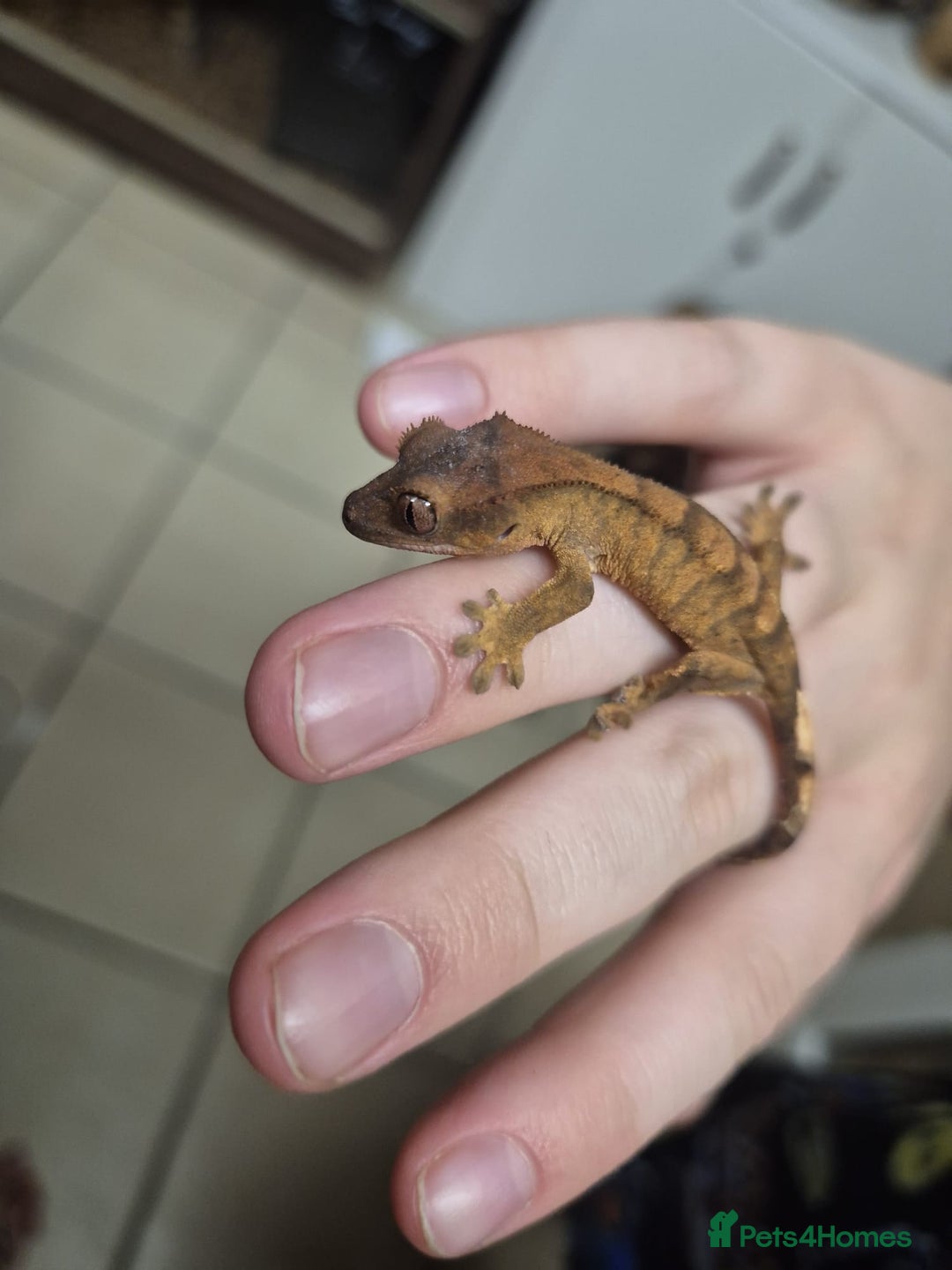 Gecko reptiles for sale: Leopard and crested geckos - Image 4