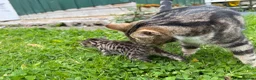 Bengal cats for sale: Three bengal mainecoon males  in Stourbridge - Advert 8