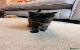 Ragdoll cats for sale: Ragdoll x kittens. Tabby and apricot and cream - Image 6