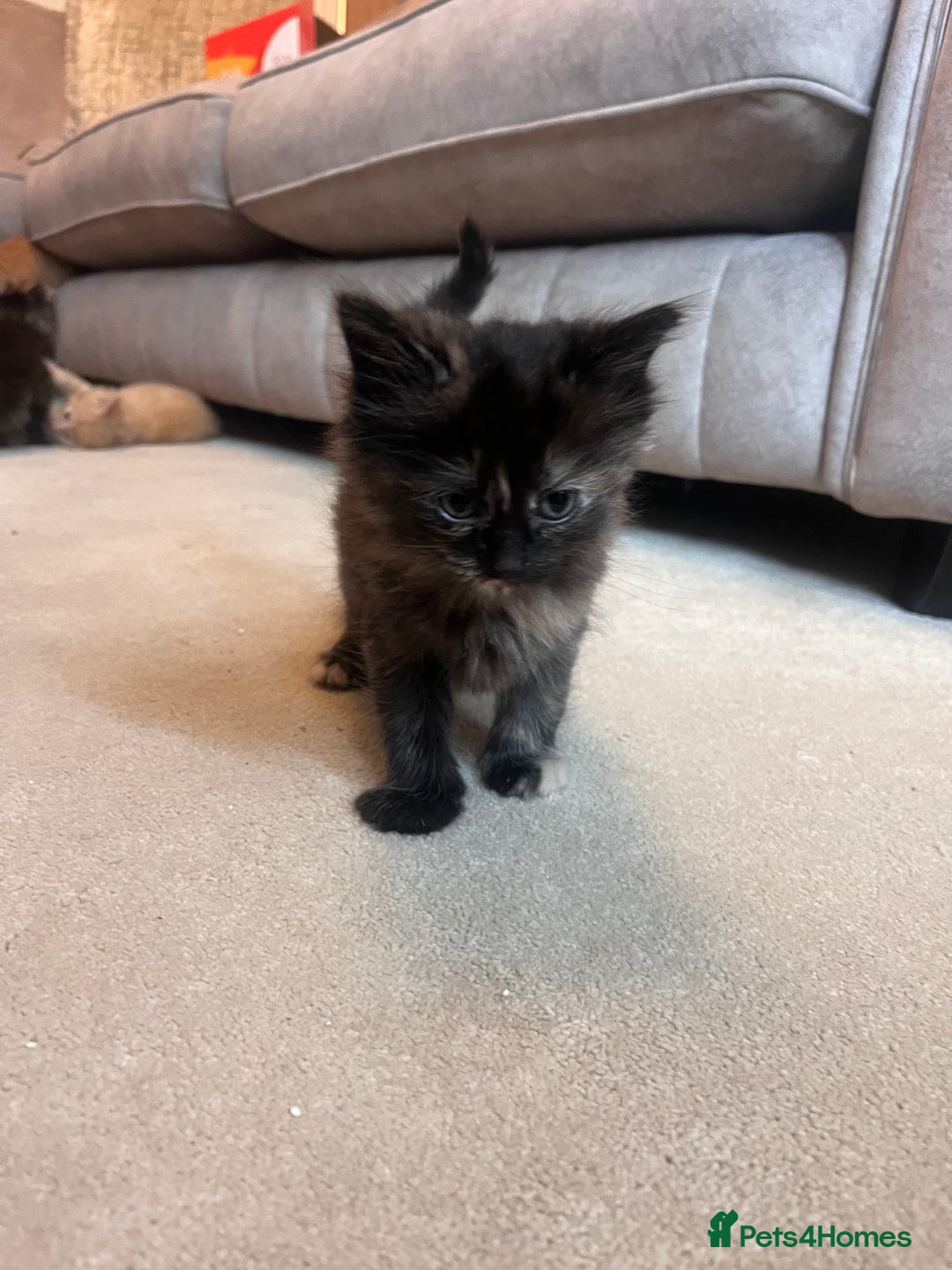 Ragdoll cats for sale: Ragdoll x kittens. Tabby and apricot and cream - Image 6