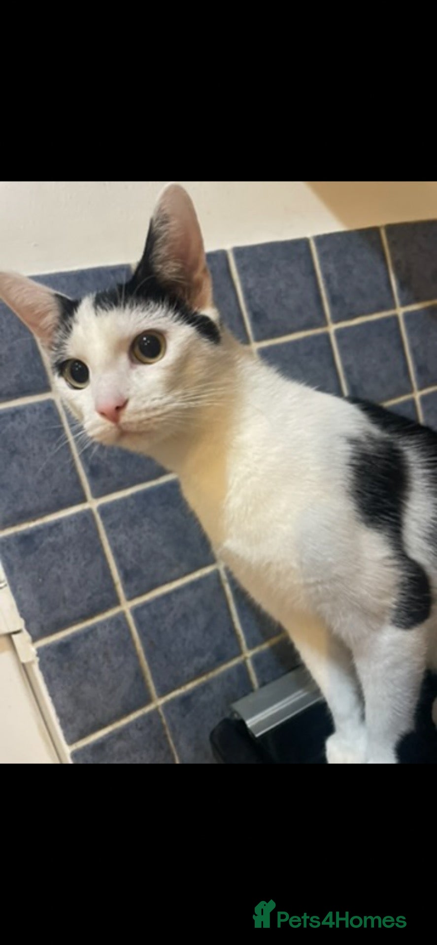 Domestic Shorthair cats Female adult cat  - Advert 1