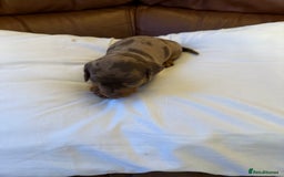 Dachshund dogs for sale: Miniature dachshund puppies  - Image 1