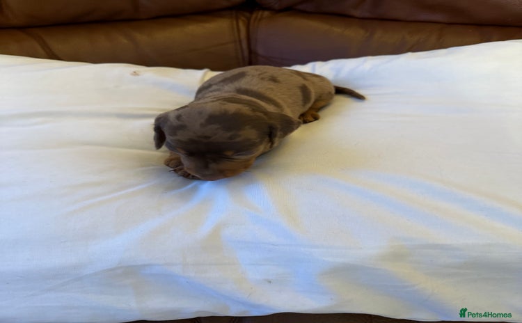 Dachshund dogs - Advert 2