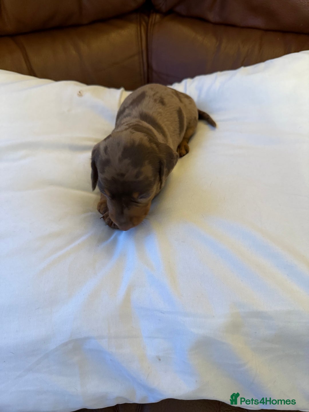 Dachshund dogs for sale: Miniature dachshund puppies  - Image 1