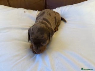 Dachshund dogs for sale - Advert 1