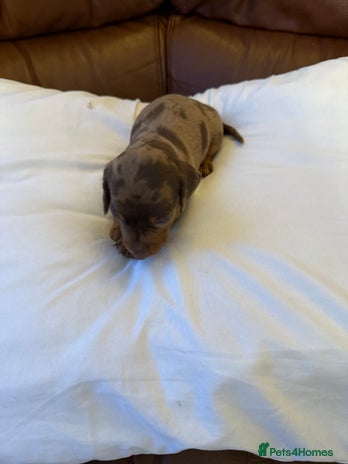 Dachshund dogs - Advert 1