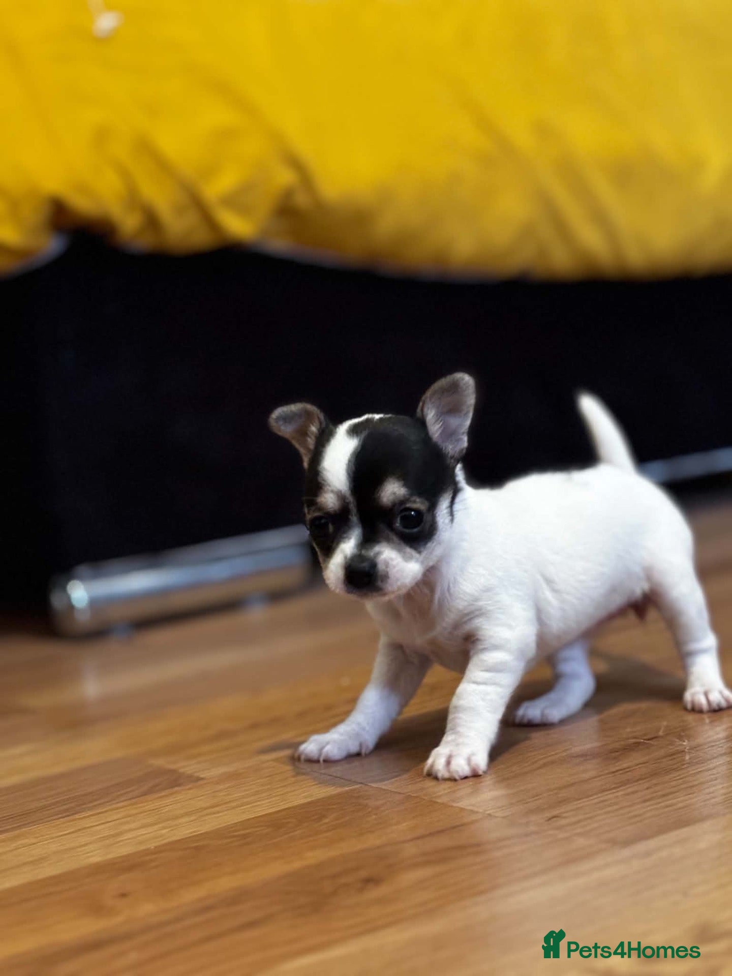 Chihuahua dogs Beautiful Chiuava - Advert 2