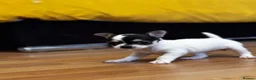 Chihuahua dogs for sale: Beautiful Chiuava - Advert 1