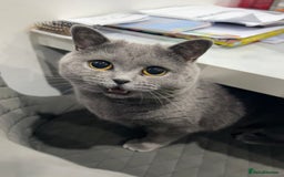 British Shorthair cats for sale: Rehoming needed urgently!  - Image 1